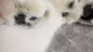 誰是小可愛