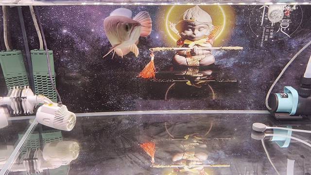 这鱼胃口越来越大