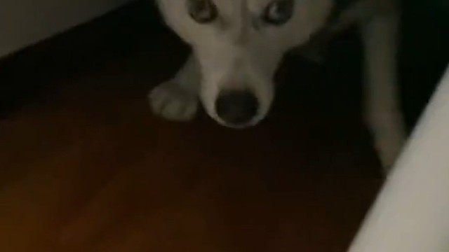 哈士奇是有多贱