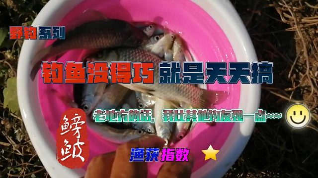 【钓鱼没得巧，就是天天搞】老钓点，就是 比其他钓友强一点~~~