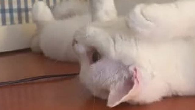 小猫咪怎么可能因为绝育就恨我呢