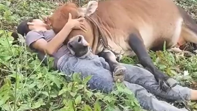 牛魔王和铁扇公主现代版