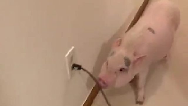 居居被吸尘器吵到脑壳痛，一听到主银开机器扫地就过来拔线