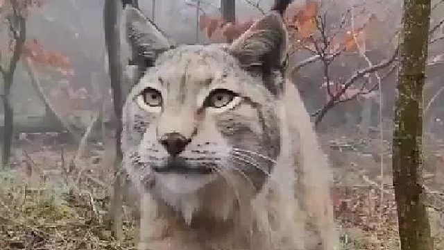 网友在德国哈兹山偶遇到猞猁，看起来又霸气又可爱