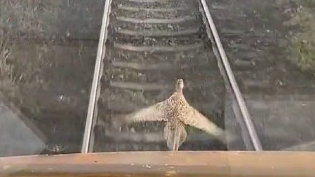 远离危险，才能愉快的飞翔