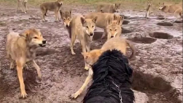 藏獒面对狼群会不会胆怯害怕呢