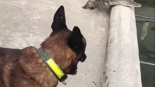 鳄鱼说你丫欺负我一个小宝宝