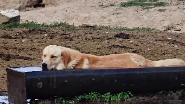 狗狗水槽里乘凉 牛惊呆了 哈哈