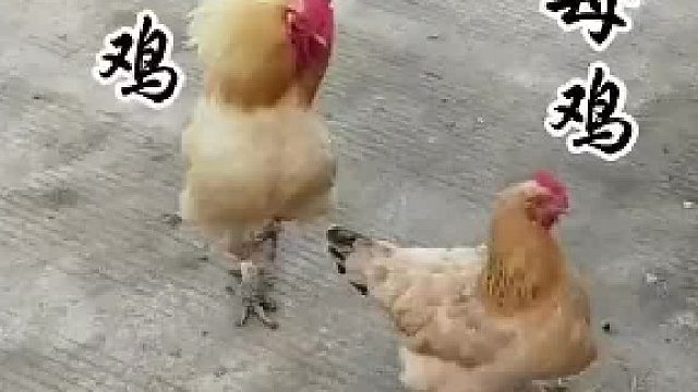 鸡：你喊什么坏了我两好事，告你破坏它人家庭罪。