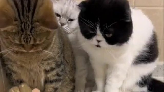 猫猫会不会忍无可忍？