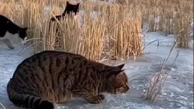 猫如果长到老虎那么大，老虎也不是猫的对手