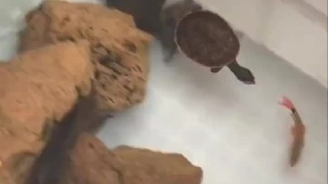 四条腿都追不上没有腿的，什么原因呢