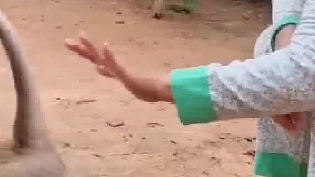 叛逆猴子发飙现场