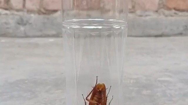 你确定是自愿的？