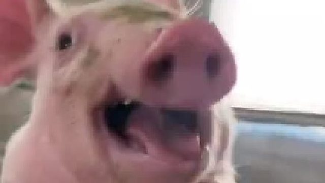 冷知识：猪猪是世界上唯一粉色的动物