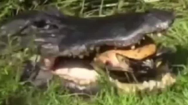 龟的护甲被鳄鱼咔咔咬碎