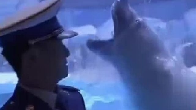 调皮的北极熊吓了一跳，旁边的战友都笑疯了