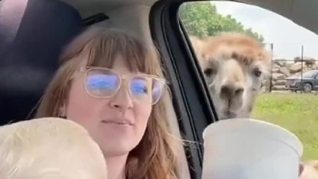 宝宝：想骂 但不会