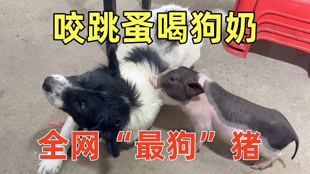 全网“最狗”小香猪，帮狗咬跳蚤，喝狗奶，彻底走偏【第31天】