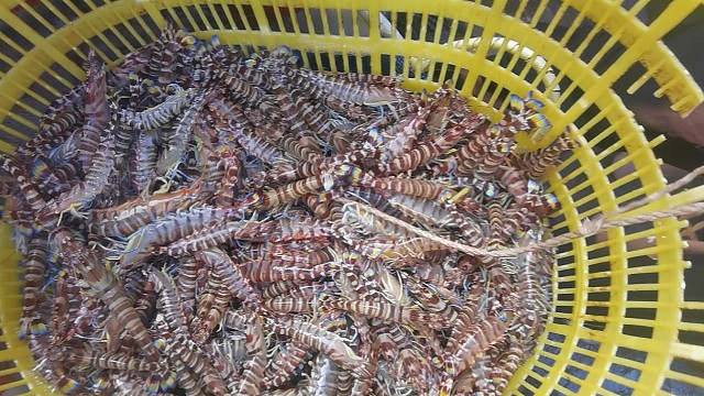 北海野生竹节虾