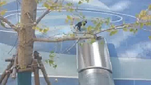 猫：我在哪？我是谁？