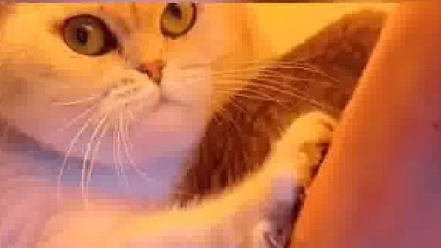 主人想摸刚出生的小猫，被猫妈妈温柔地推开