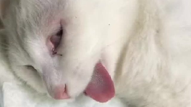 双十一组团做“光棍”！生活不易，猫猫叹气”