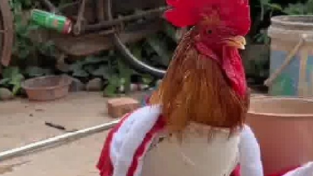 公鸡中的战斗机