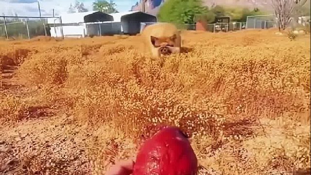 贪吃小猪隔这么远都能看见食物，其实它从小待在农场主身边长大，是什么让农场主如此惦记它