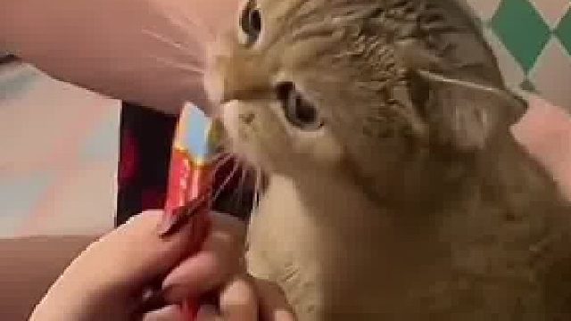 趁猫咪吃猫条狂撸一把，猫咪被烦到忍无可忍，猫：就一根猫条，你有完没完