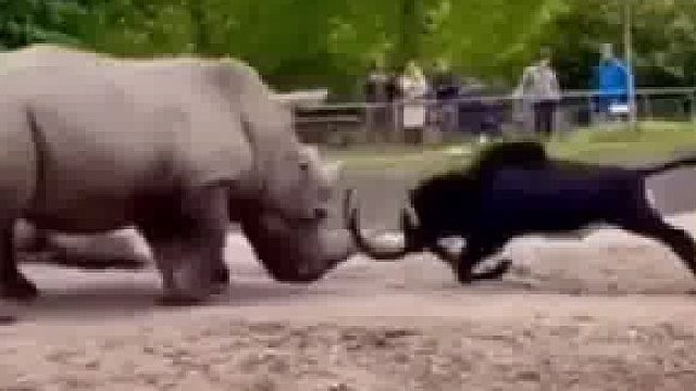 为什么？因为对方吃草吗