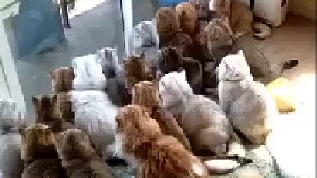 被这么多双眼睛盯着看...不知道啾啾的压力会不会很大