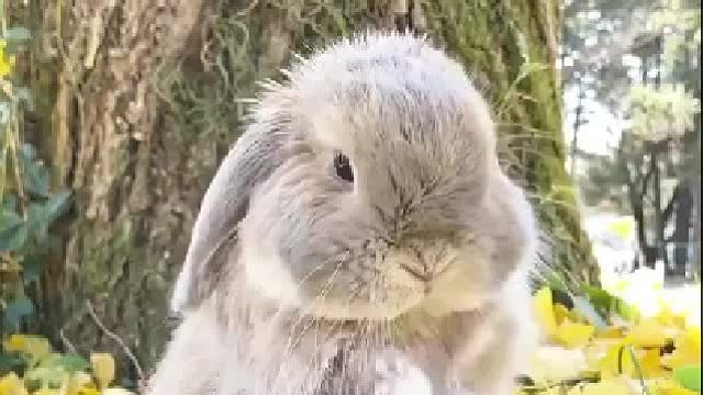 兔兔的脸有多好rua