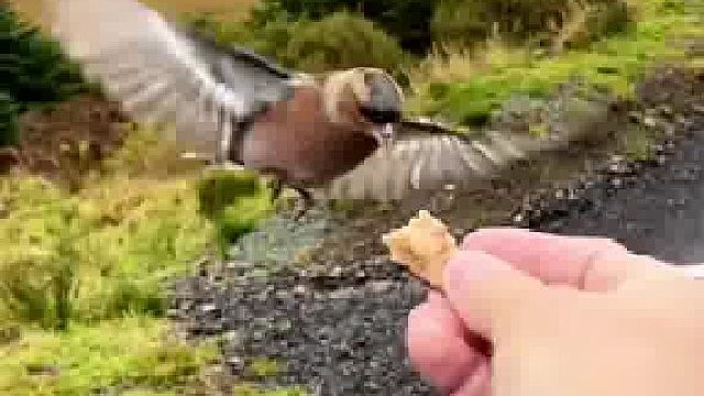 短短十几秒就这么多动作