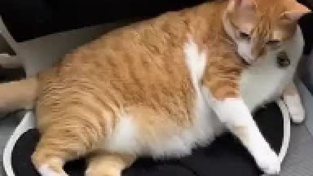 虽然猫猫没有说话，但可以清楚地听到猫猫的内心在说“给老子滚！”