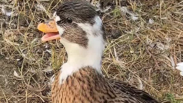 这鸭子也太可爱了吧