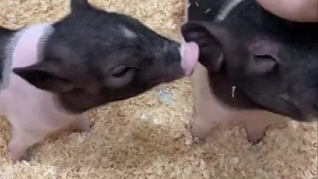 我今天好像找到了一个让他不犟的好方法