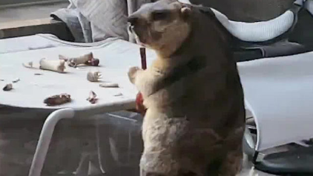 骨头掉下去那一刻笑死我了