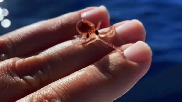 小姐姐海边拾贝发现里面有只小章鱼，带回精心喂养不久给小姐姐带去惊喜