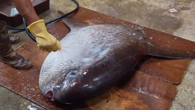 惊人的翻车鱼切割技巧！