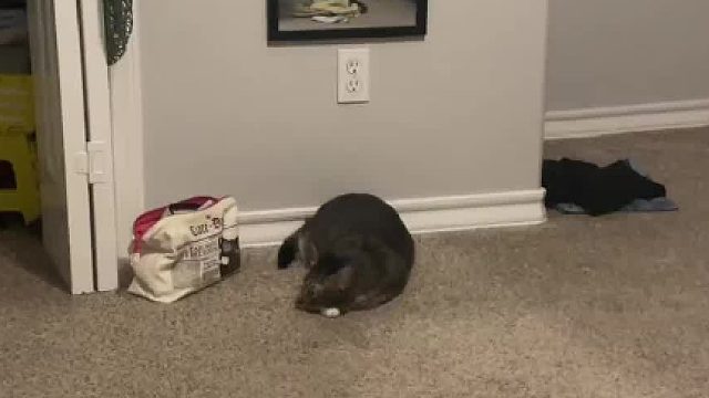 当我用猫猫版iphone闹铃