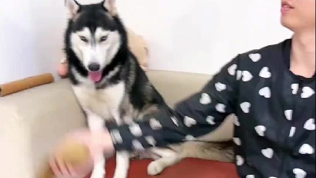 狗东西，别怂啊