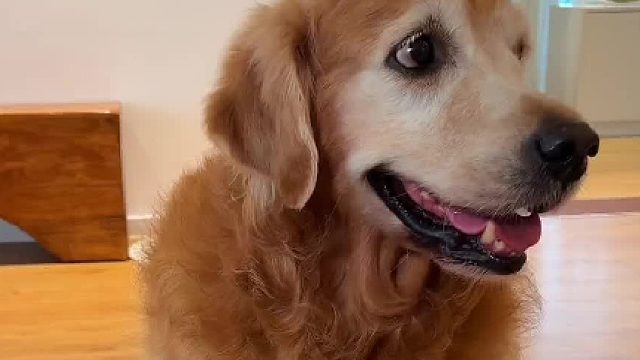 有点太欺负狗了.