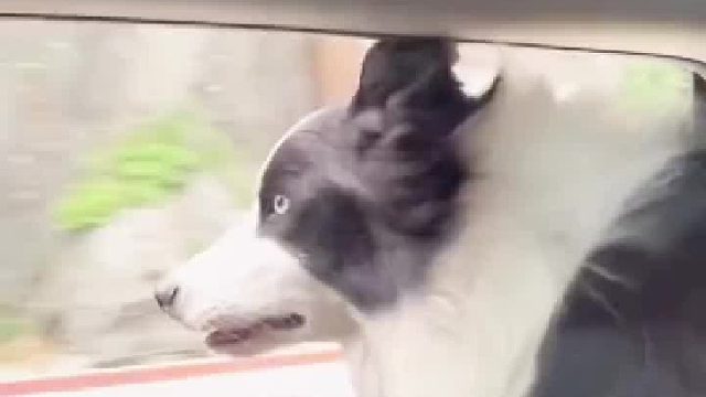 这一路可把狗狗忙坏了