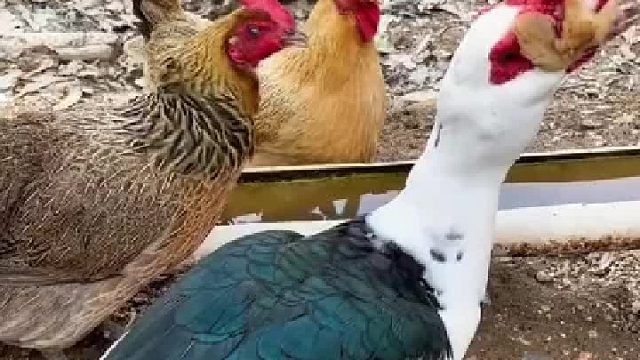 终于找到小鸡莫名其妙地少了的原因了！