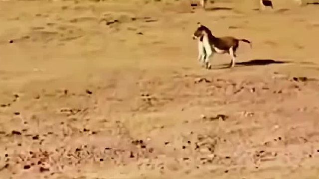 总有人说养驴防狼，视频中的可还是野驴…