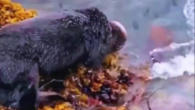 海獭妈妈正在搂着小海獭睡觉，没想到一阵急流把宝宝冲跑了