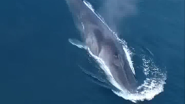 他的天敌是啥？