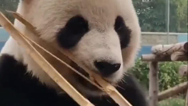 居然还知道扒皮