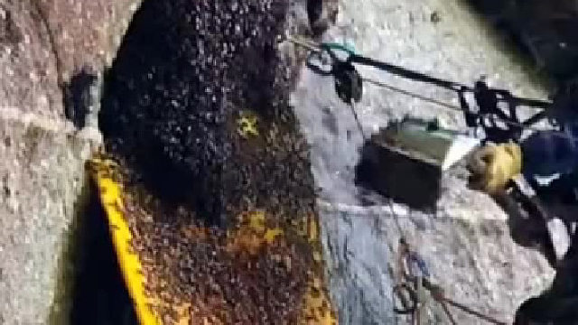 人类：勤劳的蜜蜂